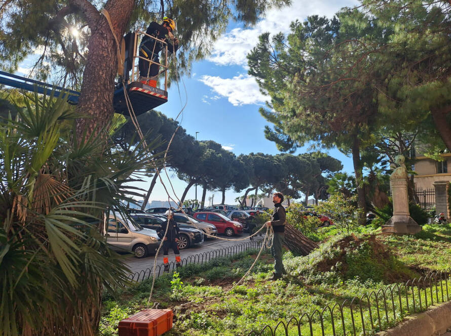 Prove di trazione su due pini per verifiche sulla stabilità