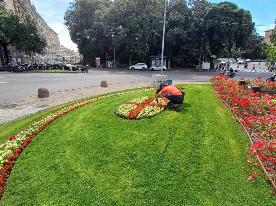 Giardinieri di ASTER Genova al lavoro in un'aiuola fiorita in Piazza Corvetto, mentre curano una composizione floreale che riproduce la bandiera di Genova